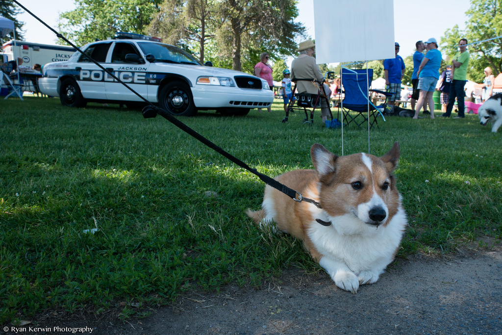 Paws in the Park