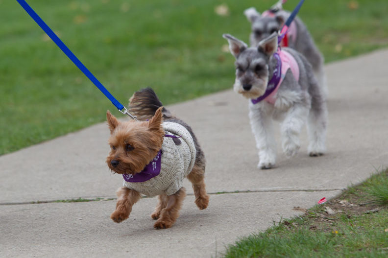 Bark for Life, American Cancer Society – Photo Gallery