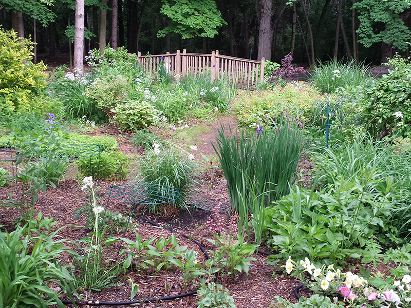 Dahlem Garden Plots